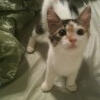 A calico kitten on a white bed, looking up at the camera.