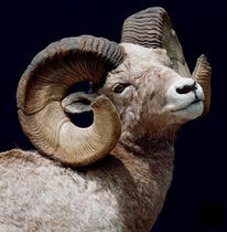 Headshot of a ram on a black background.
